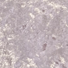 Crush Velvet Pink
